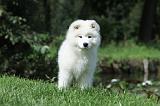 SAMOYEDE 019